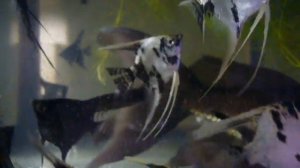 скалярии и комета