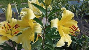 Лилия ОТ Vigneron