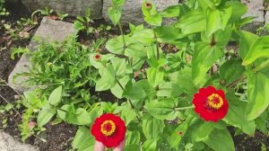 Циния многолетняя из семян неприхотливое садовое растение