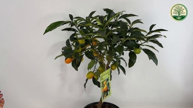 Обзор Кумквата 
