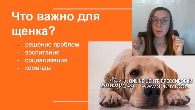 Дрессировка щенка онлаин - правила дрессировки щенка. Как правильно обучать щенка онлаин смотреть онлайн