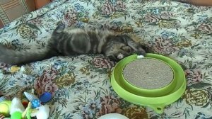 Маленькие Мейн куны