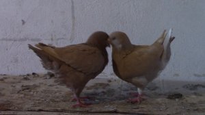 Голуби, порода "KING"(КИНГ).