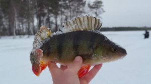 Забрались на озеро СРЕДИ БОЛОТА! Долгожданная рыбалка на щуку под Новый год! 🎄