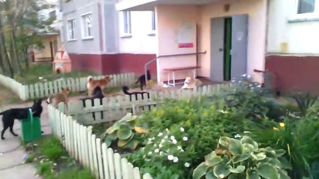 Просто много собак...:D смотреть онлайн