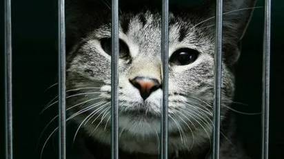 GTA Majestic Грабим Бизнес!