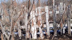 Фундук галле, косфорд.