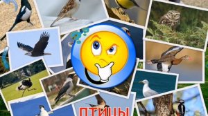 Малыш учит птиц с Мишей