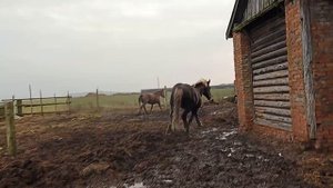 Жеребец гоняет кобылу она не даёт