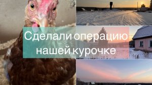 Сделали операцию нашей курочке