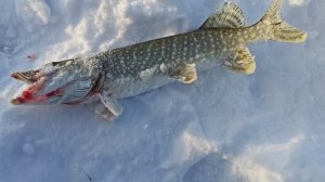 Рыбалка на Сугояке 24.12.24