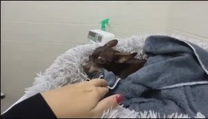 У нас заболела собака. Сижу в клинике. Капаем, лечимся