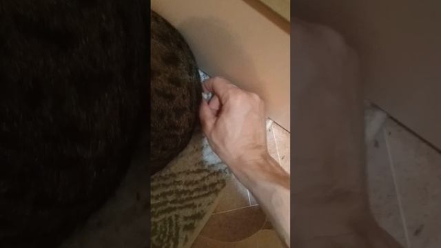 Мой кот - йог.