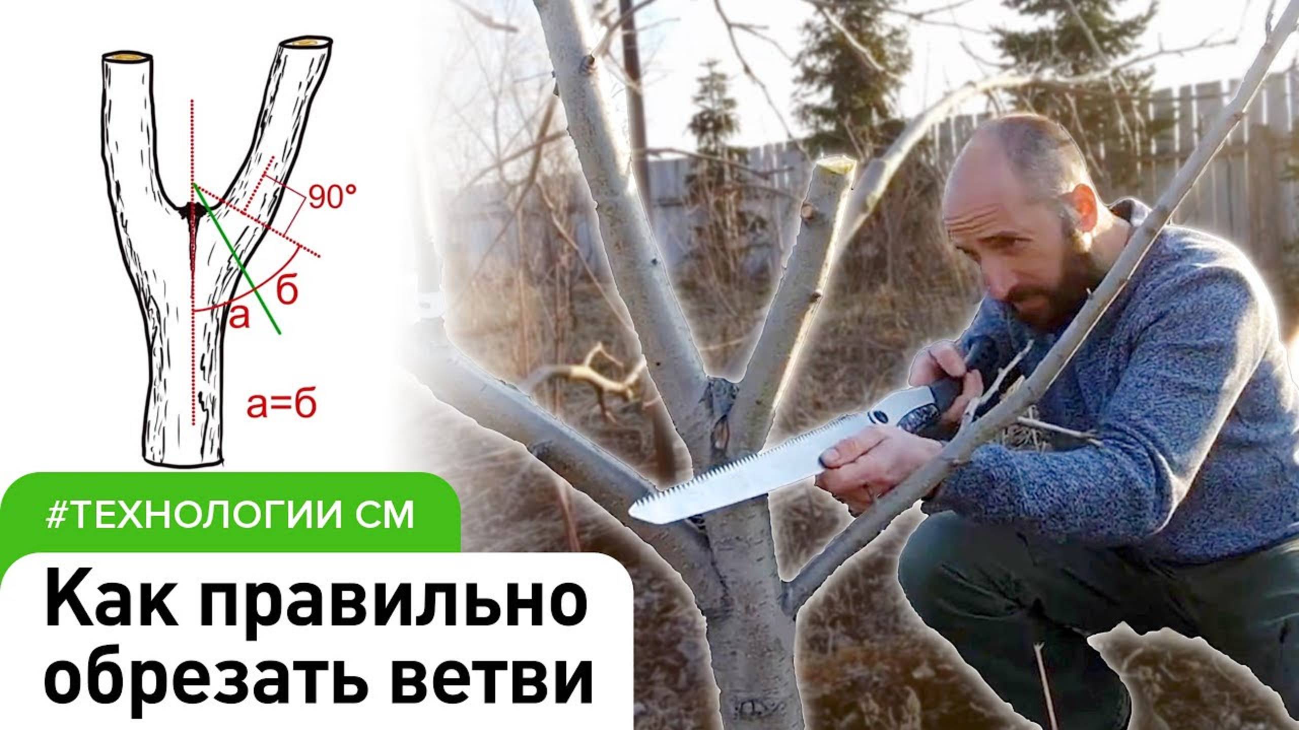 Как правильно обрезать деревья? Формирование плодовых деревьев #СадовыйЭксперт #ДенисСафронов
