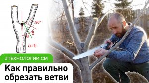 Как правильно обрезать деревья? Формирование плодовых деревьев #СадовыйЭксперт #ДенисСафронов