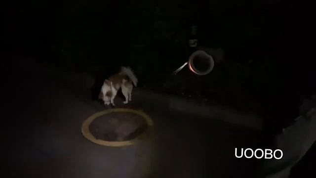 MOESTAR UFO 2 Retractable Dog Leash Ring смотреть онлайн