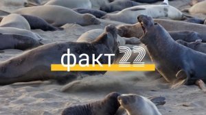 Интересные факты о тюленях