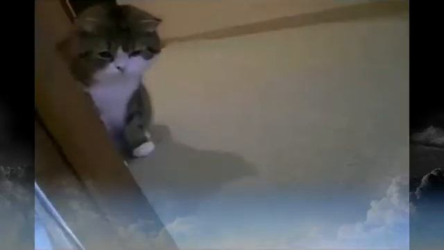 Sketches from the Life of cats 2 - Этюды из жизни кошек 2 смотреть онлайн