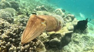 Гигантская каракатица / Sepia apama / Giant cuttlefish. Komodo january 2024.