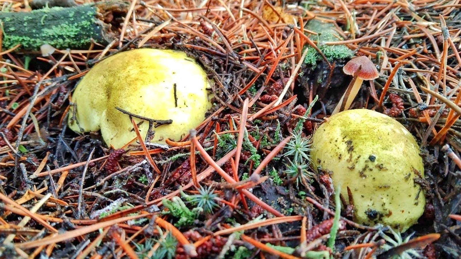 ГРИБНИК  НЕ ОЖИДАЛ УВИДЕТЬ СТОЛЬКО ГРИБОВ!!! ЦЕЛЫЕ ПОЛЯНЫ ЗЕЛЕНУШЕК. Сбор грибов