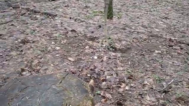 Ротвейлер Тася))) на пеньке 1 смотреть онлайн