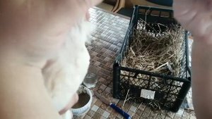 Лечим синусит у курицы.