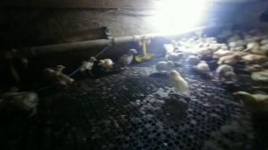 Очередная ИНКУБАЦИЯ ПЕРЕПЕЛОВ (или просто новости с Малиновского подворья)