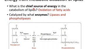 Biochemistry Lipids and membrane proteins Lipid Metabolism narrated copy