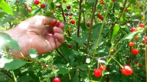 Первый выезд на сбор урожая