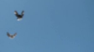 Голуби Димитрово Новое 6.04.2019