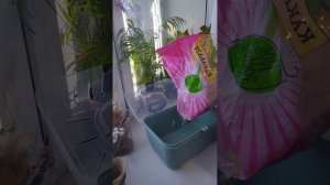 ☘️Как правильно и в чем перевозить крысу?🤔|Как приучить крысу к переноске?🐀@MY_PET_PLANET