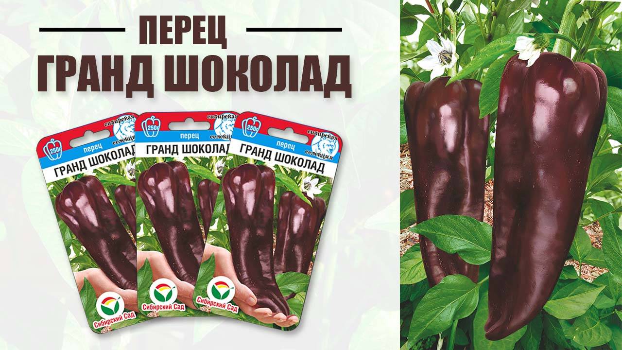Перец "Гранд Шоколад"