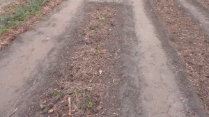 Простой способ улучшить почву на участке