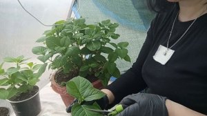 Черенкование крупнолистной гортензии 2024г.