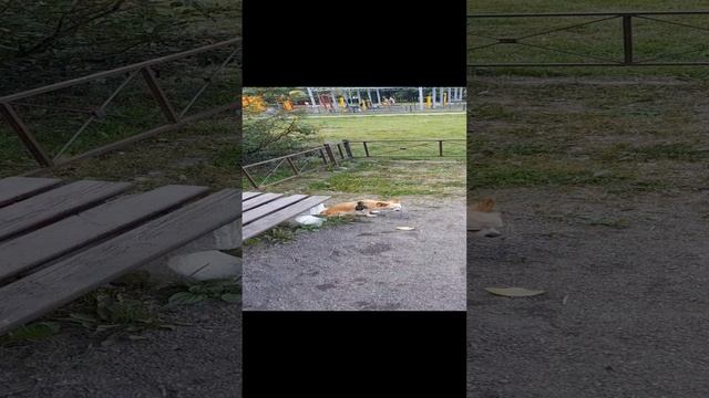 Таня качели