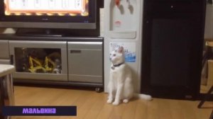 я  девочка мальвина