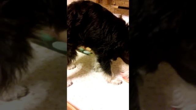 Кормим собачку кефиром смотреть онлайн