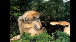 Жить по волчьи