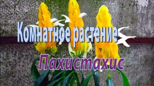 Пахистахис