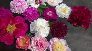 Пионы на воде