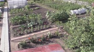 Почему мне не удобны травяные дорожки на огороде