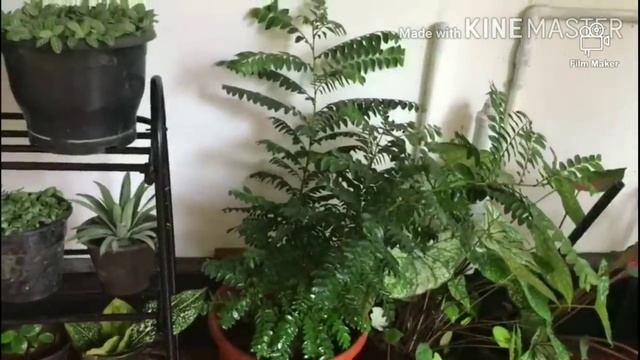Beautiful Foliage garden/Indoor plants/Salu Koshy/hanging plants/garden ideas/Cascading plants/