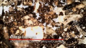 Roofkever Atheta Coriaria | Natuurlijke vijand van Varenrouwmug