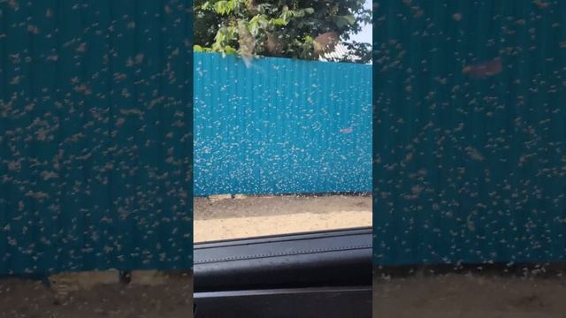 Райские птички прилетели смотреть онлайн