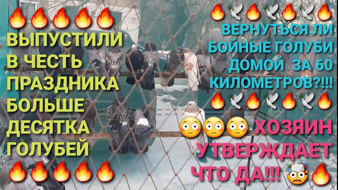 🤯🤯🤯 Вернуться ли бойные голуби домой за 60 километров?!! Хозяин утверждает, что ДА!!! 😳😳😳