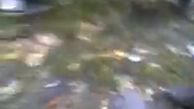 неудачный эксперемент "кока кола + ментос"