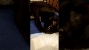 Котëнок Принцесса Цаца, 4 мес, кошачья чумка.