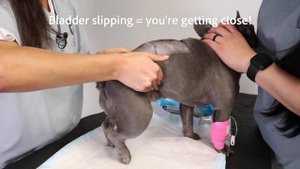 Learn To Express A Dog's Bladder In 3 Minutes!