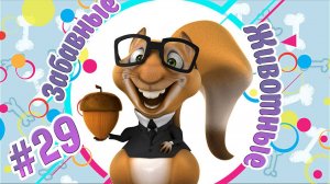 Забавные и Смешные Животные №29  + Приколы с Животными + Лучшие Подборки про Животных