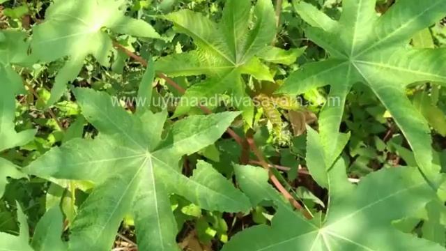 ஆமணக்கு விவசாயம் | Castor Cultivation смотреть онлайн